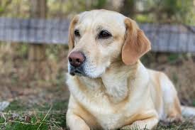 tobi